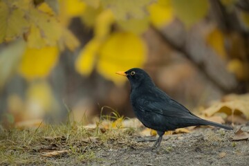 Selective focus of Black bird