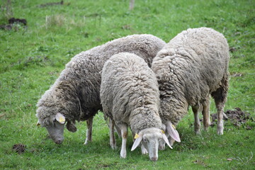 sheep in the countryside in the spring 