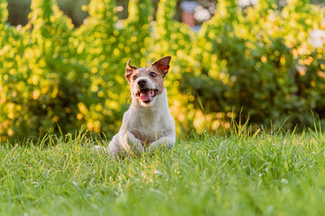 Happy small dog running on green grass lawn on summer day