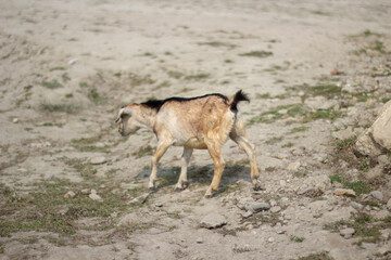 there is a goat there are many duck in the pond and The background is earthy and blurry