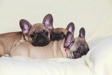 Three French Bulldog puppies
