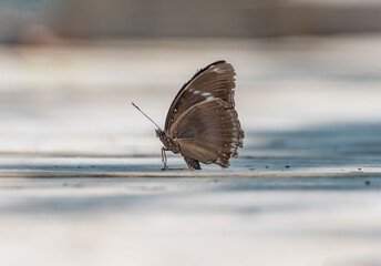 Closep view of a old butterfly resting on ground