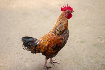 there are a cock and The background is earthy and blurry