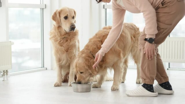 Girl feeding golden retriever dogs at home from metal bowl. Young woman gives food purebred pets in room with sunlight