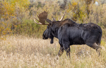 Bull Moose During the Rut in Autumn in Wyoming