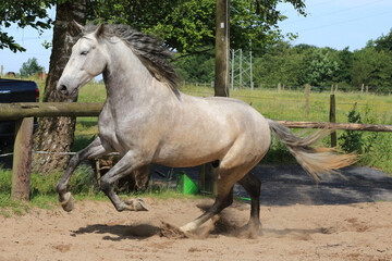 Pferd (Schimmel) auf der Weide © Bittner KAUFBILD.de
