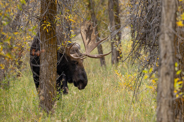 Naklejka premium Bull Moose During the Rut in Autumn in Wyoming