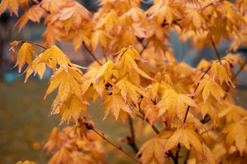 Maple branch with rain drops, autumn concept photo.