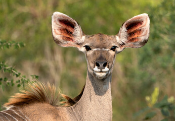 Kudu female - Kudu cow - African antelope with big ears