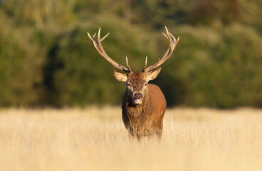 Naklejka na ściany i meble Red deer stag calling during rutting season in autumn