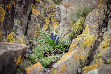 Close up blooming hyacinth on the rocks concept photo.