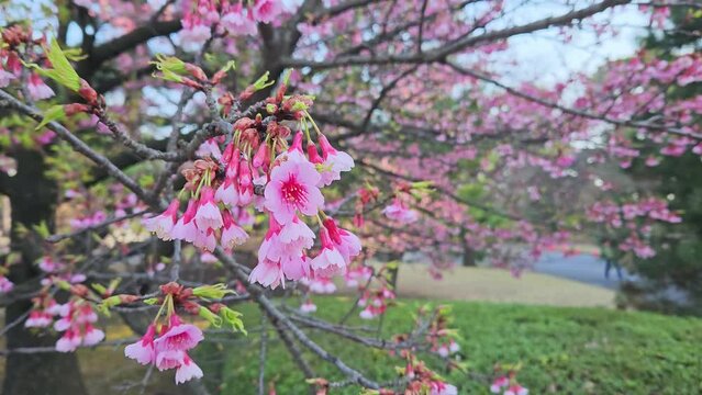 Bunch of pink sakura hanging from sakura tree in japanese garden.Nature of japan cherry blossom in springtime season.