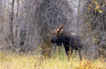 Bull Moose During the Rut in Autumn in Wyoming