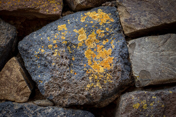 Close up yellow lichen cover the rough stone wall concept photo.