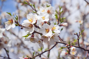 Fototapeta premium Close up blooming white flowers on tree concept photo. Blossom festival in spring. Photography with blurred background.