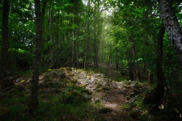 entering a mystical forest in summer