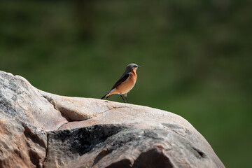 bird catching the first rays of spring sunshine