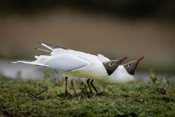 A pair of black headed gulls displaying in identical posture on grassy mound