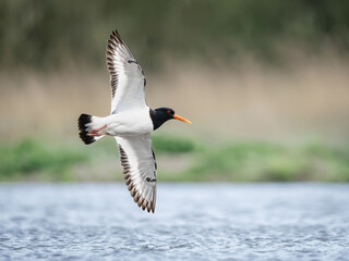 Eurasian Oystercatcher in flight flying over marshland in North Yorkshire England