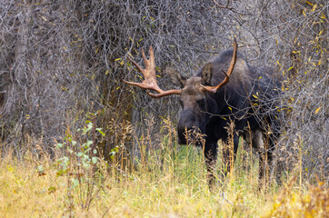 Bull Moose During the Rut in Autumn in Wyoming