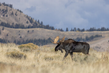 Fototapeta premium Bull Moose During the Rut in Autumn in Wyoming