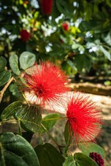 Vertical closeup shot calliandra tergemina flowers in the Park of Legends, Langkawi, Malaysia.