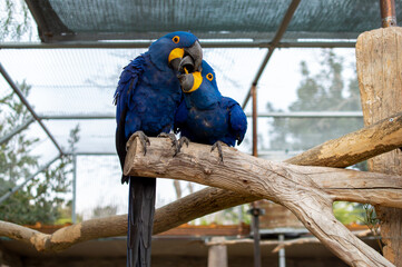 Hyacinth macaw couple is sitting on a branch in a Greece zoo