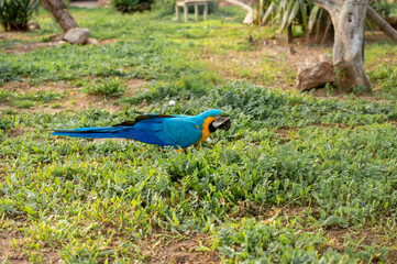 Blue and Gold Macaw parrot is looking for food in a green grass