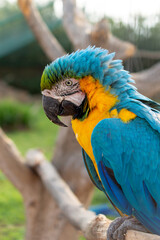 Blue and Gold Macaw parrot close up portrait