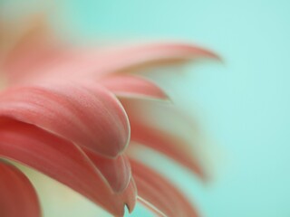 Abstract close up of the petals of a Pink gerbera flower on a blue background