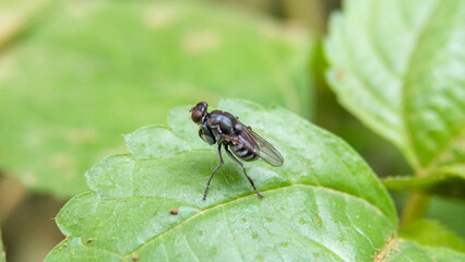 Photo of a fly perched on a leaf