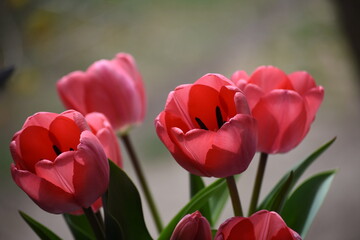 A bouquet of pink tulips in a glass vase by the window