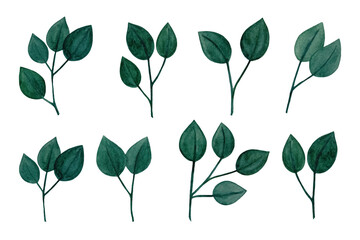Obraz premium Watercolor designer elements set collection of green leaves, greenery art foliage natural leaves herbs in watercolor style. Decorative beauty elegant illustration for design