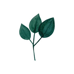 Watercolor designer elements set collection of green leaves, greenery art foliage natural leaves herbs in watercolor style. Decorative beauty elegant illustration for design