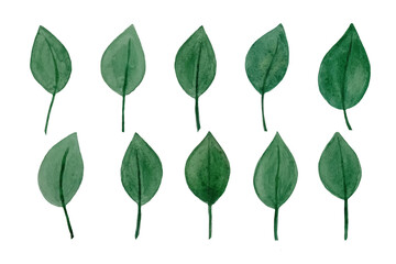 Fototapeta premium Watercolor designer elements set collection of green leaves, greenery art foliage natural leaves herbs in watercolor style. Decorative beauty elegant illustration for design