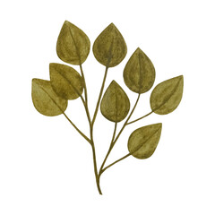 Watercolor designer elements set collection of green olive leaves, greenery art foliage natural leaves herbs in watercolor style. Decorative beauty elegant illustration for design