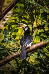 Oriental pied hornbill perching on tree