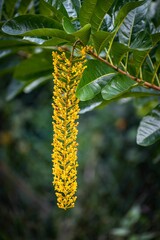 Closeup of blooming Cassia ferruginea