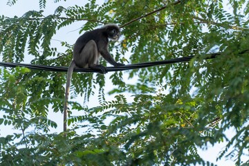 Trachypithecus obscurus monkey perching on rope