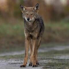 Portrait of an endangered juvenile red wolf, Canis rufus standing against a blurred background