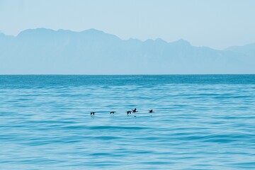 Obraz premium Scenic view of birds flying over False Bay near Cape Town