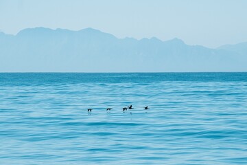 Scenic view of birds flying over False Bay near Cape Town