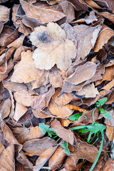 Hojas heledas en un hayedo (bosque) en otoño noviembre. Frío, hojarasca, naturaleza, vegetal, árbol.