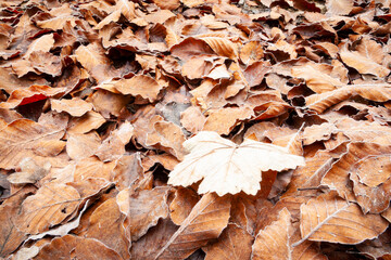 Hojas heledas en un hayedo (bosque) en noviembre. Frío, hojarasca, naturaleza, vegetal, árbol.