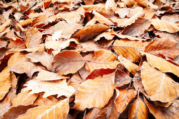 Textura de otoño. Hojas heledas en un hayedo (bosque) en noviembre. Frío, hojarasca, naturaleza, vegetal, árbol.