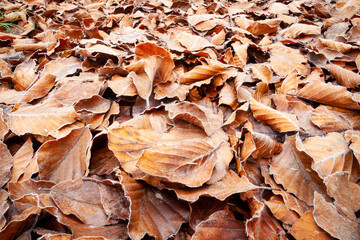 Textura de otoño. Hojas heledas en un hayedo (bosque) en noviembre. Frío, hojarasca, naturaleza, vegetal, árbol.