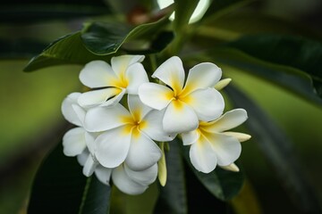 Fototapeta na wymiar Closeup of blooming frangipani