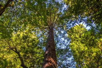 Fototapeta premium Redwood trees in Muir Woods, CA.