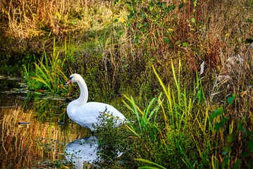 A view of a beautiful swan in the lake