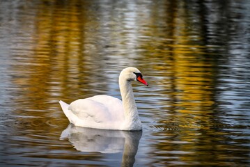 A view of a beautiful swan in the lake